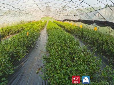 白露飄香引新篇——費縣春曦茶業(yè)以生物有機肥研發(fā)驅動白茶技術創(chuàng)新