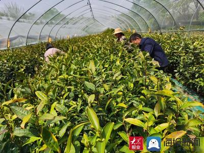 “白露”飄香 費縣春曦茶業(yè)以技術(shù)創(chuàng)新驅(qū)動白茶產(chǎn)業(yè)升級與生物有機肥料研發(fā)